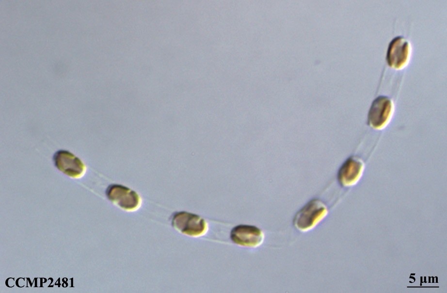 CCMP2822 | NCMA at Bigelow Laboratory